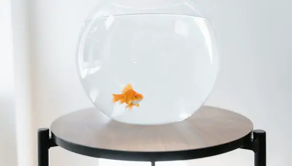 goldfish in fish bowl on a small round table.
