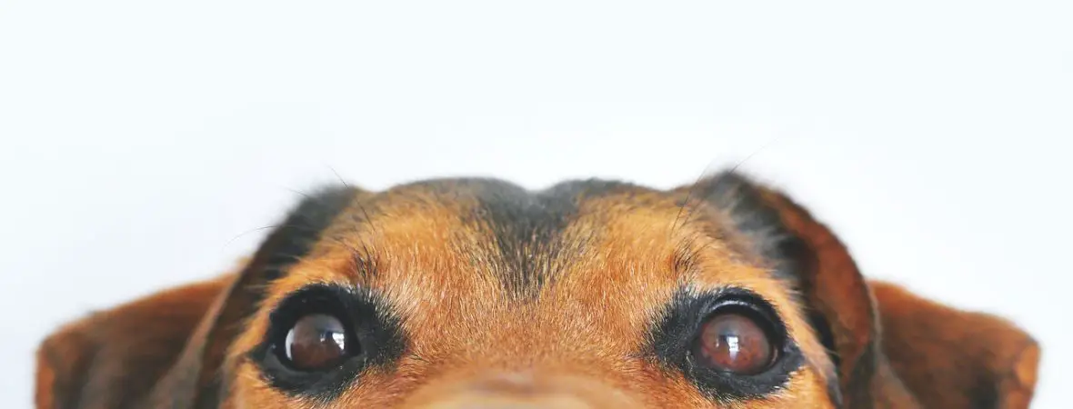 top half of a brown dog's head