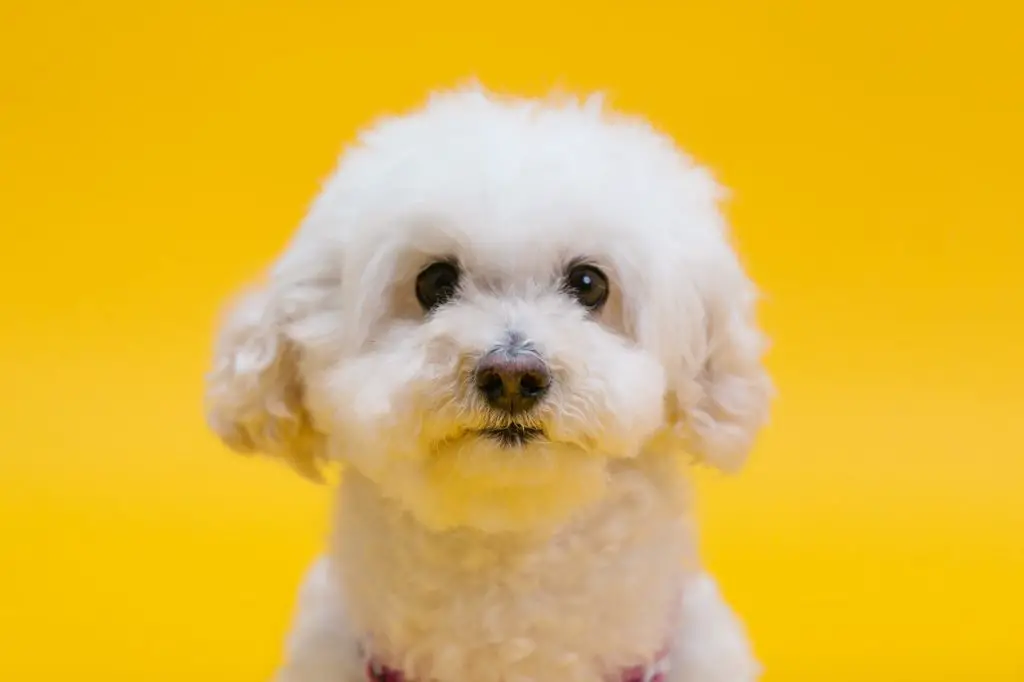 fluffy white small dog against a bright yellow background